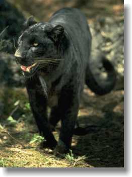 Visit "Big Cats On LIne" to learn more